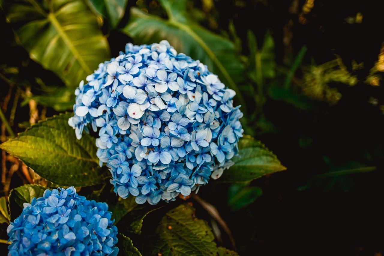 Sitio Das Hortensias Chales Conceição da Ibitipoca Εξωτερικό φωτογραφία